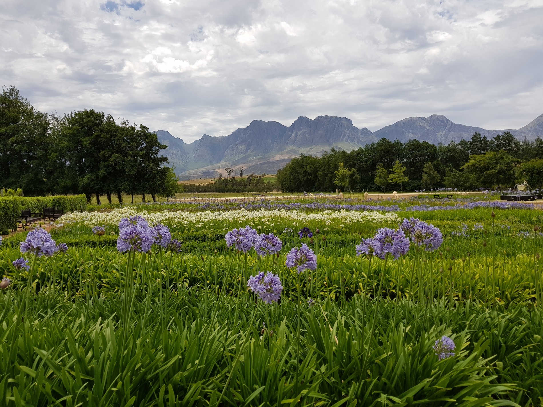 The Cape Winelands The Cape Winelands