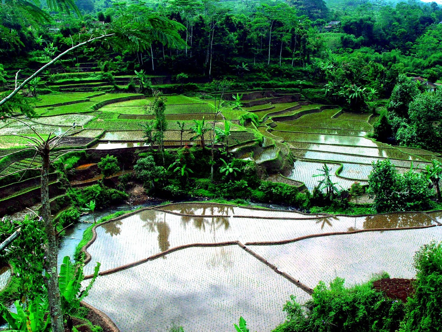 Rice Fields, Bali