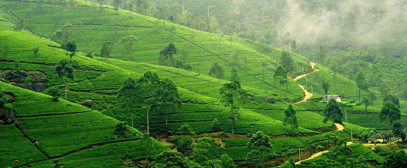 Luxury Villas in SriLanka Tea Plantations