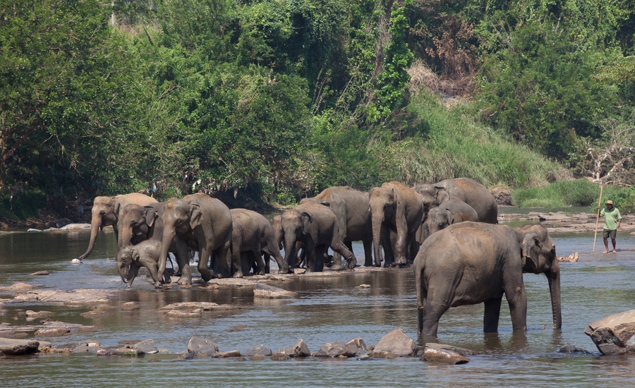 Luxury Villas in SriLanka Elephant Safaris