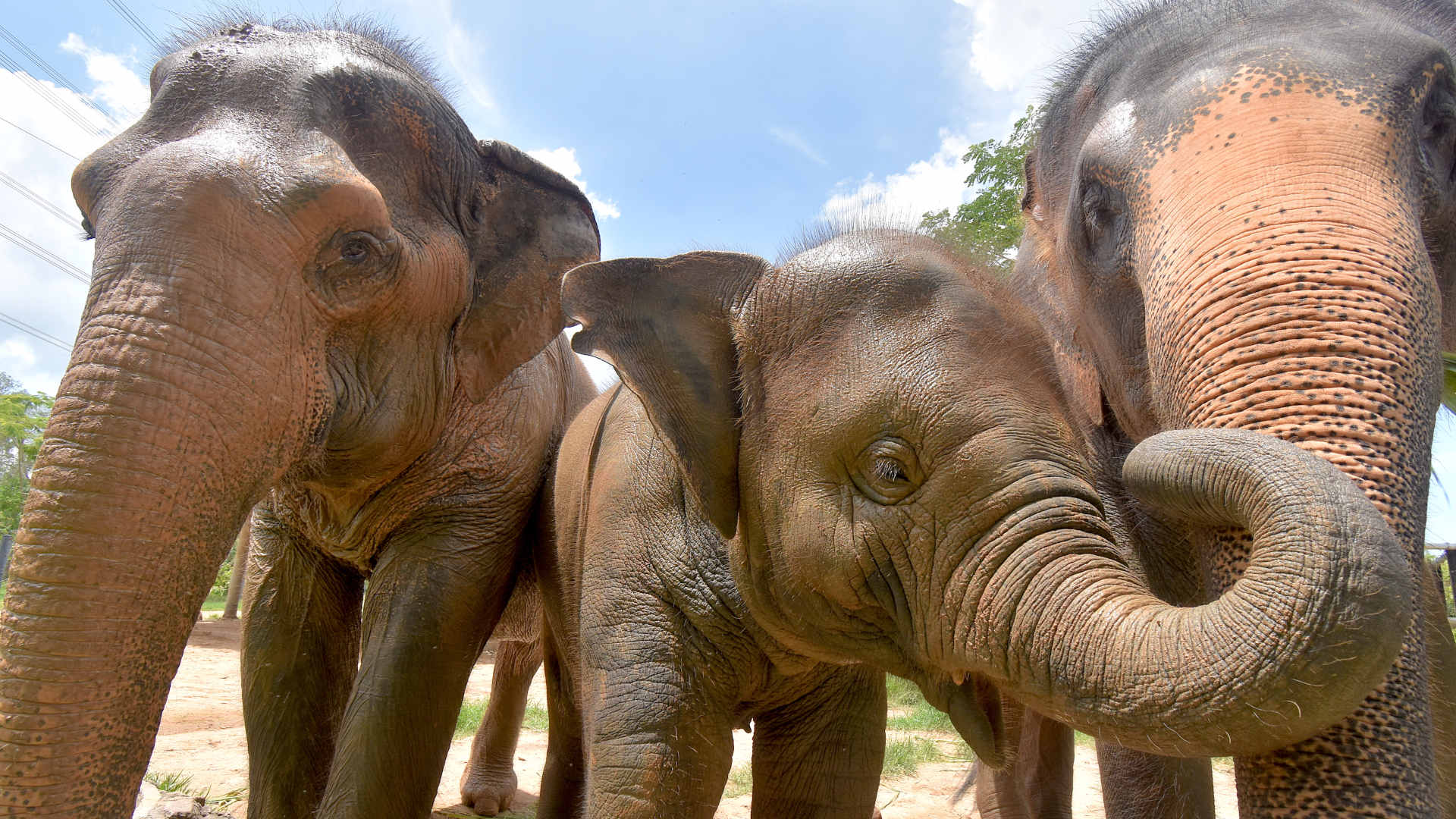 Luxury Villas in Thailand Elephants in Thailand