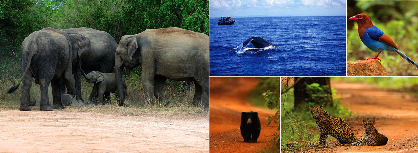 Luxury Villas in SriLanka SriLankan Wildlife