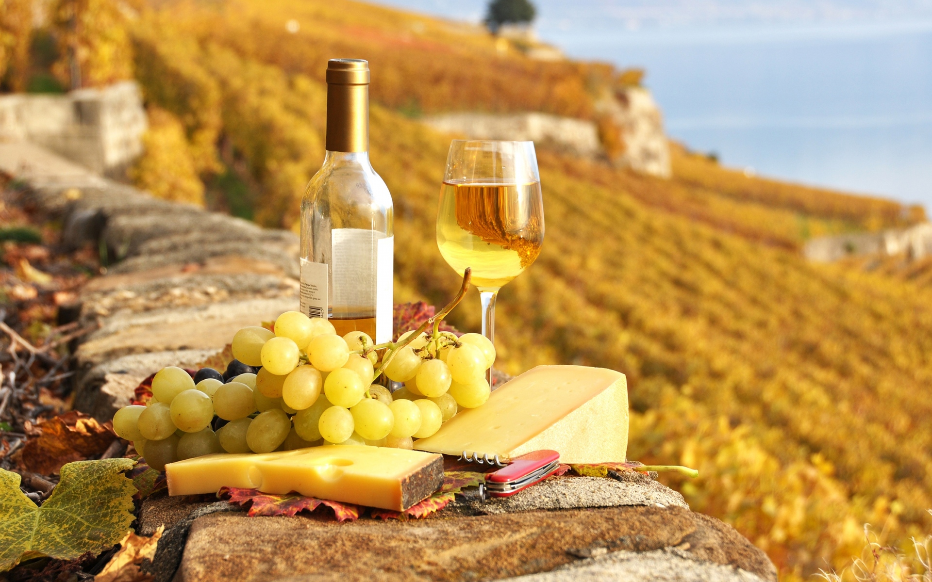Luxury Villas in South of France | Worldwide Dream Villas Villas in South of France